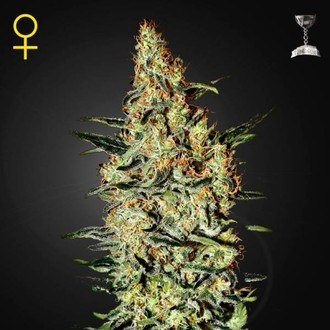 Neville's Haze (Greenhouse Seeds) feminizowane