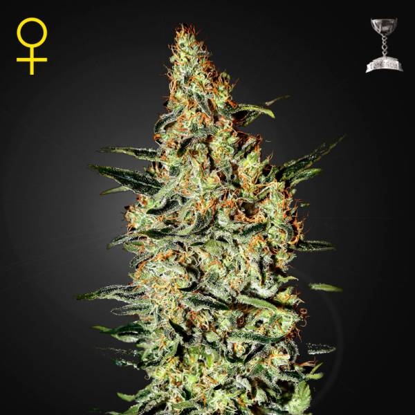 Neville's Haze (Greenhouse Seeds) feminizowane