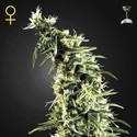 Hawaiian Snow (Greenhouse Seeds) feminizowane