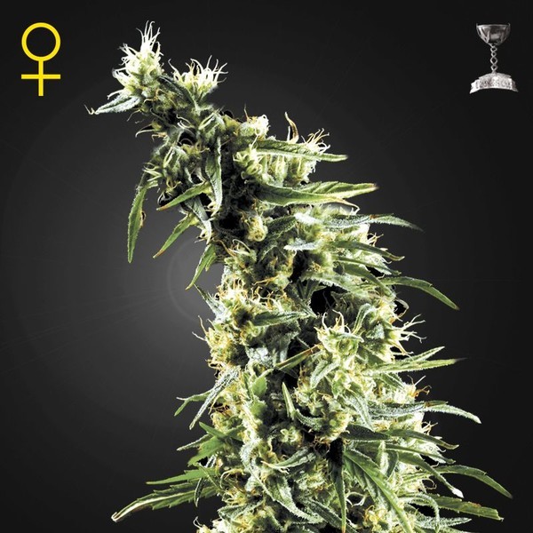 Hawaiian Snow (Greenhouse Seeds) feminizowane