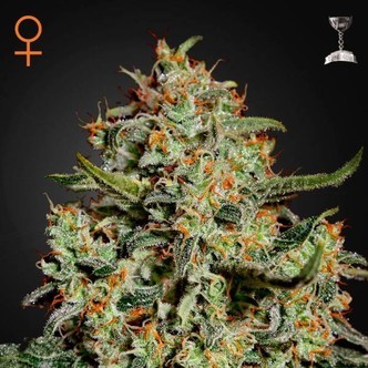 Big Bang (Greenhouse Seeds) feminizowane
