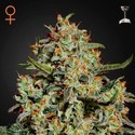 Big Bang (Greenhouse Seeds) feminizowane