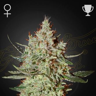 GH Cheese (Greenhouse Seeds) feminizowane