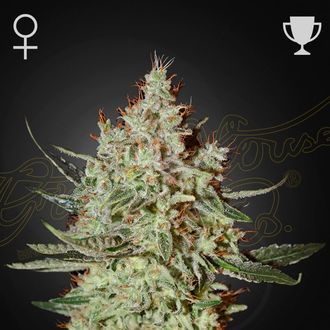 GH Cheese (Greenhouse Seeds) feminizowane