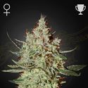 GH Cheese (Greenhouse Seeds) feminizowane