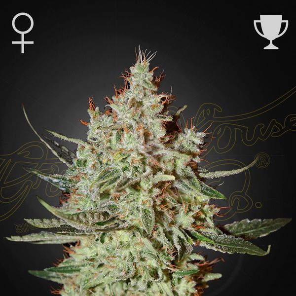 GH Cheese (Greenhouse Seeds) feminizowane