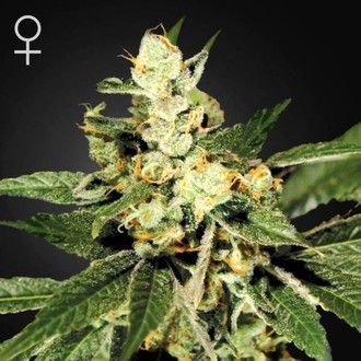 Train Wreck (Greenhouse Seeds) feminizowane