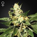 Train Wreck (Greenhouse Seeds) feminizowane