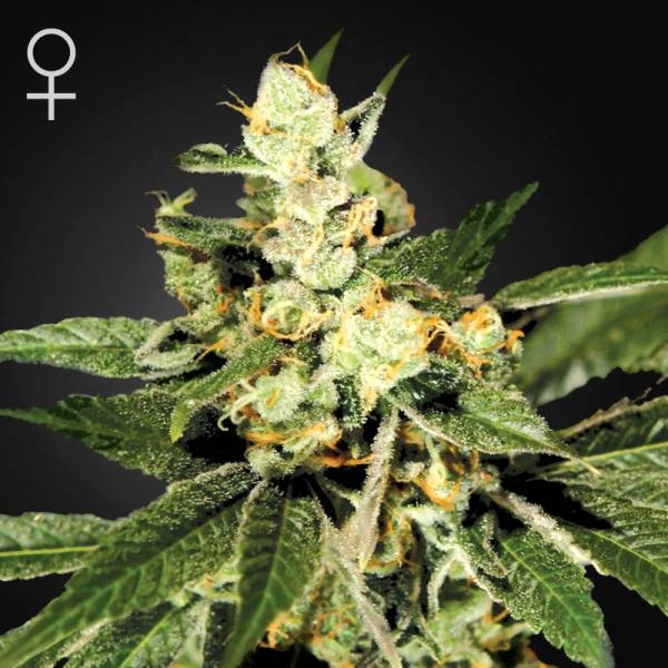 Train Wreck (Greenhouse Seeds) feminizowane