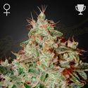 Lemon Skunk (Greenhouse Seeds) feminizowane