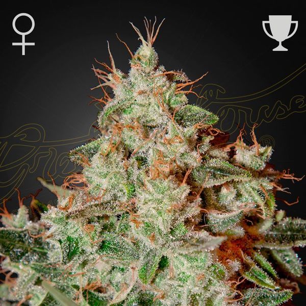 Lemon Skunk (Greenhouse Seeds) feminizowane