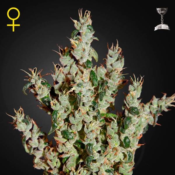 NL5 Haze Mist (Greenhouse Seeds) feminizowane