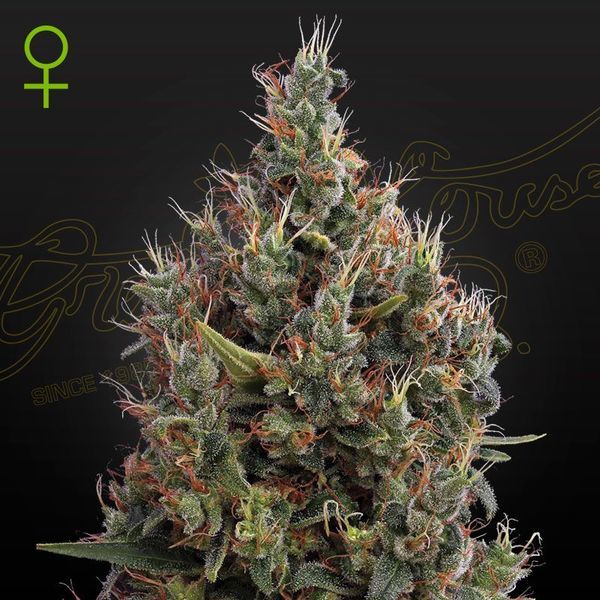 Big Bang Automat (Greenhouse Seeds) nasiona marihuany feminizowane