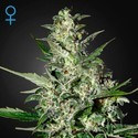 Super Critical Autokwitnący (Greenhouse Seeds) feminizowane