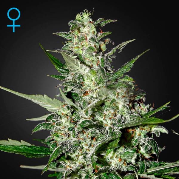 Super Critical Autokwitnący (Greenhouse Seeds) feminizowane