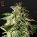 Afgooey (Strain Hunters) feminizowane