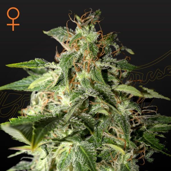 Afgooey (Strain Hunters) feminizowane