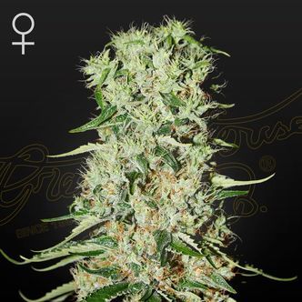 Damnesia (Strain Hunters) feminizowane