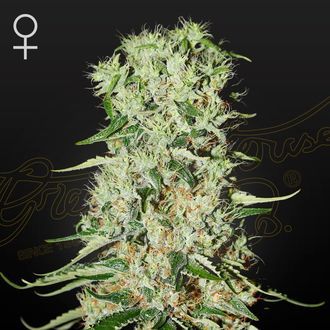 Damnesia (Strain Hunters) feminizowane