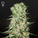 Damnesia (Strain Hunters) feminizowane