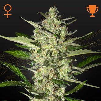 Flowerbomb Kush (Strain Hunters) feminizowane