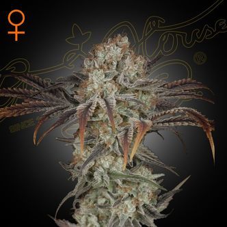 Money Maker (Strain Hunters) feminizowane