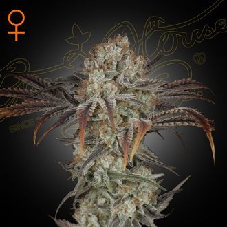 Money Maker (Strain Hunters) feminizowane