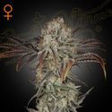 Money Maker (Strain Hunters) feminizowane