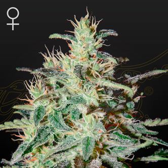 White Lemon (Strain Hunters) feminizowane