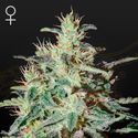 White Lemon (Strain Hunters) feminizowane