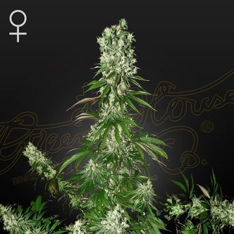 White Strawberry Skunk (Strain Hunters) feminizowane