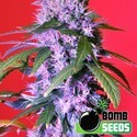 Berry Bomb Automat (Bomb Seeds) feminizowane