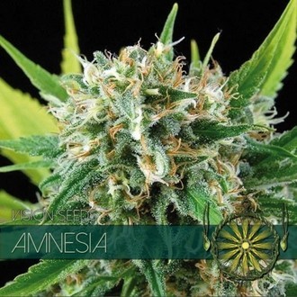 Amnesia (Vision Seeds) feminizowane