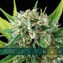 Amnesia (Vision Seeds) feminizowane