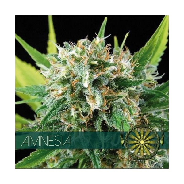 Amnesia (Vision Seeds) feminizowane