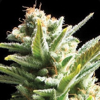 Amnesia (Vision Seeds) feminizowane