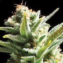 Amnesia (Vision Seeds) feminizowane