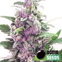 THC Bomb Automat (Bomb Seeds) feminizowane