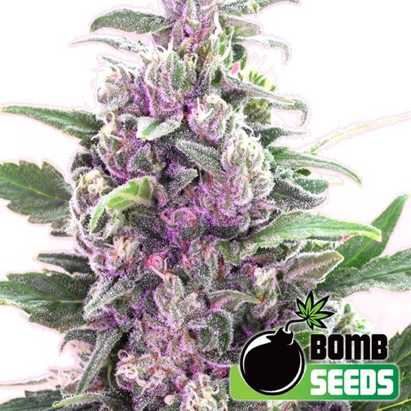 THC Bomb Automat (Bomb Seeds) feminizowane