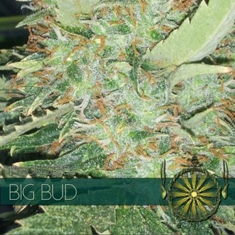 Big Bud (Vision Seeds) feminizowane