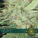 Big Bud (Vision Seeds) feminizowane