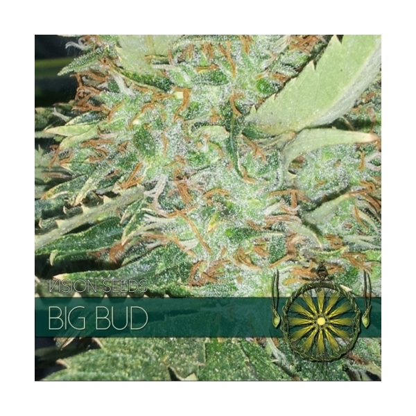 Big Bud (Vision Seeds) feminizowane
