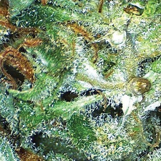 Big Bud (Vision Seeds) feminizowane