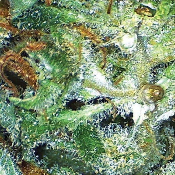 Big Bud (Vision Seeds) feminizowane