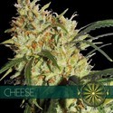 Cheese (Vision Seeds) feminizowane