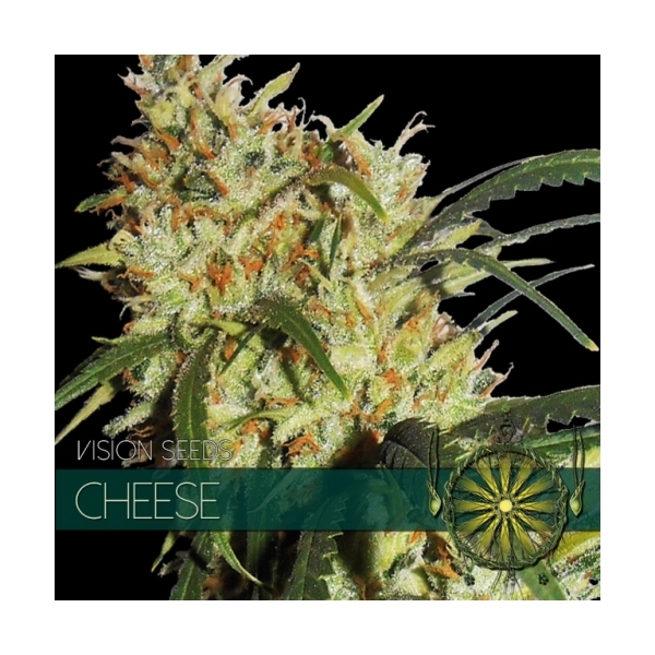Cheese (Vision Seeds) feminizowane