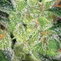 Cheese (Vision Seeds) feminizowane