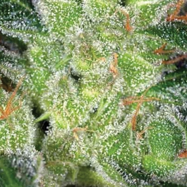 Cheese (Vision Seeds) feminizowane
