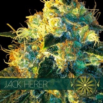 Jack Herer (Vision Seeds) feminizowane