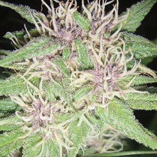 Jack Herer (Vision Seeds) feminizowane